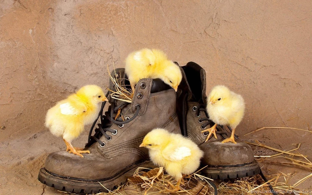 HD Funny Animals Wallpapers