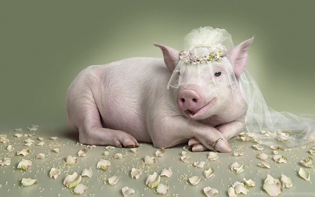 Funny Wallpaper Backgrounds And Funny Pics Best Collection