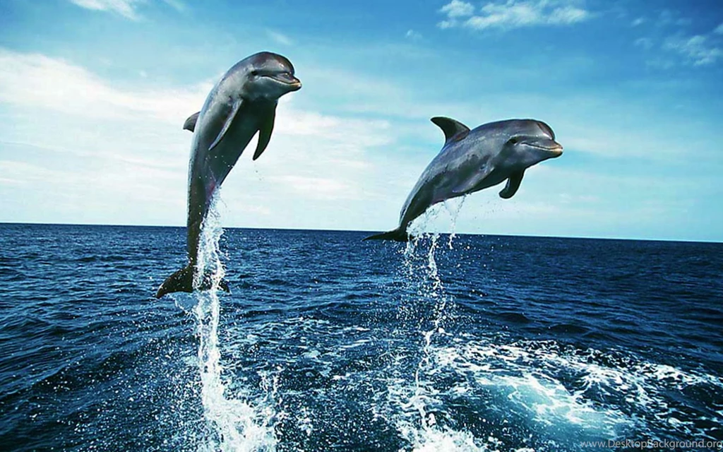 Dolphins Wide Desktop Backgrounds Wallpapers