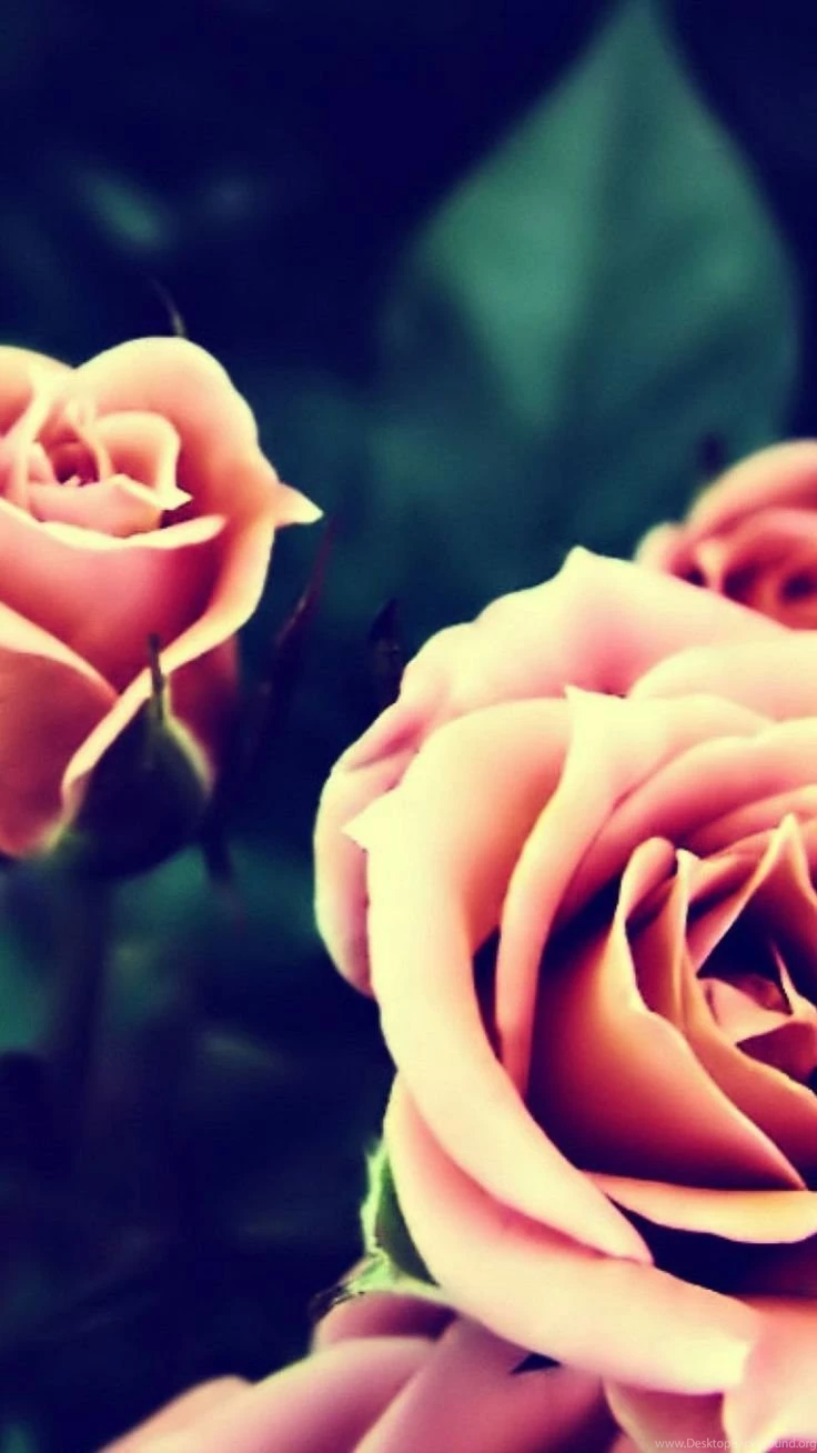 Pink Roses iPhone 6 Plus HD Wallpapers