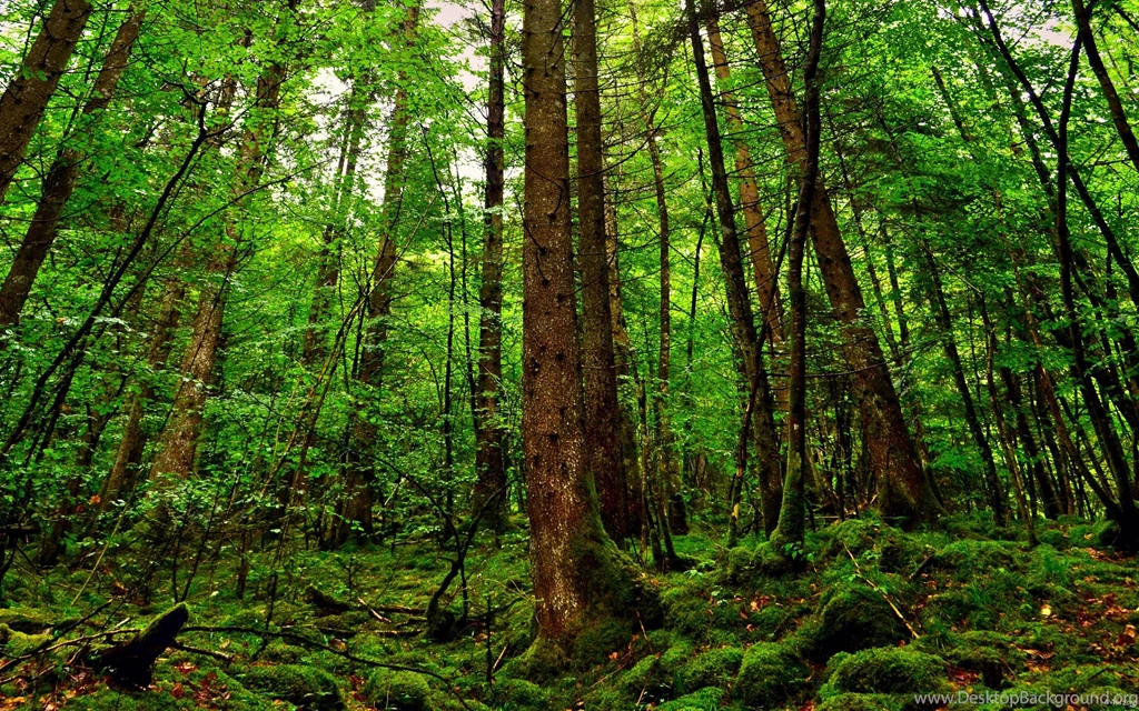 1269 Forest HD Wallpapers