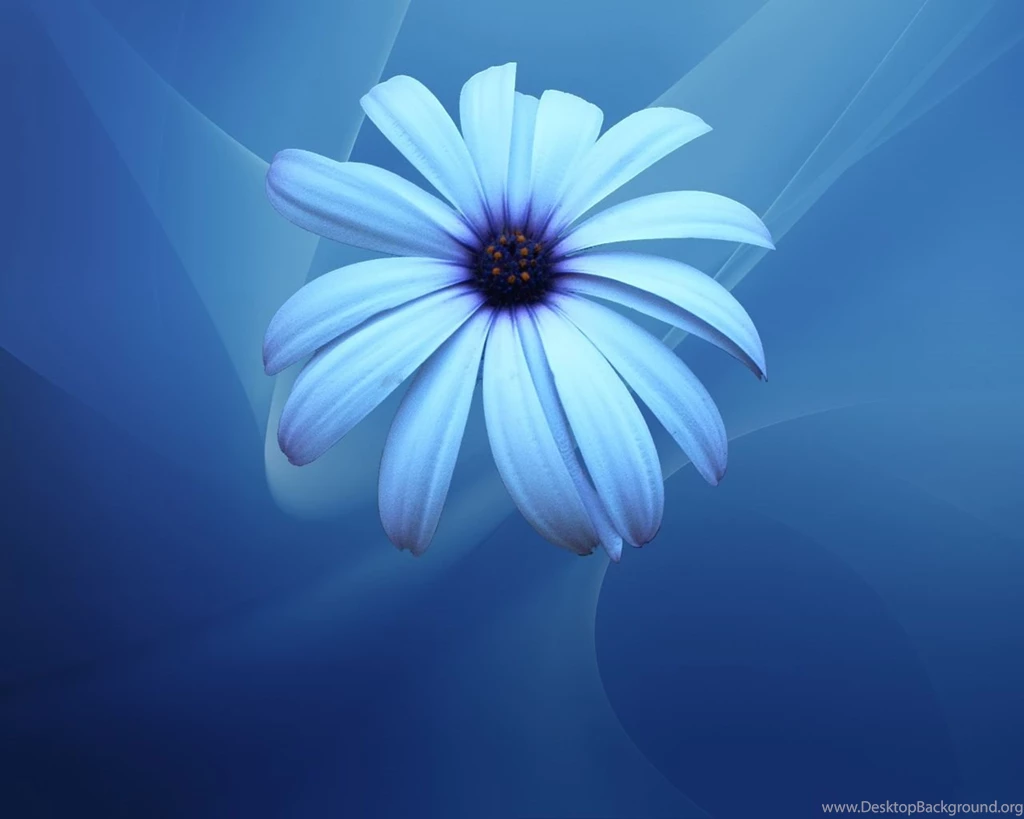 Desktop Wallpapers · Gallery · Windows 7 · Blue Chamomile Wallpapers ...