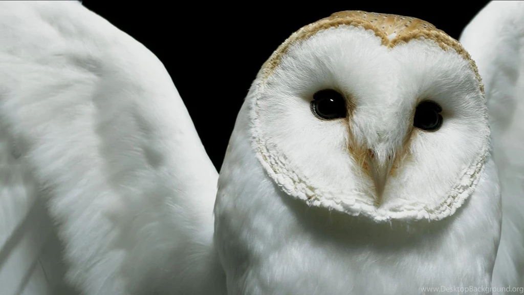 Owl Wallpapers Widescreen