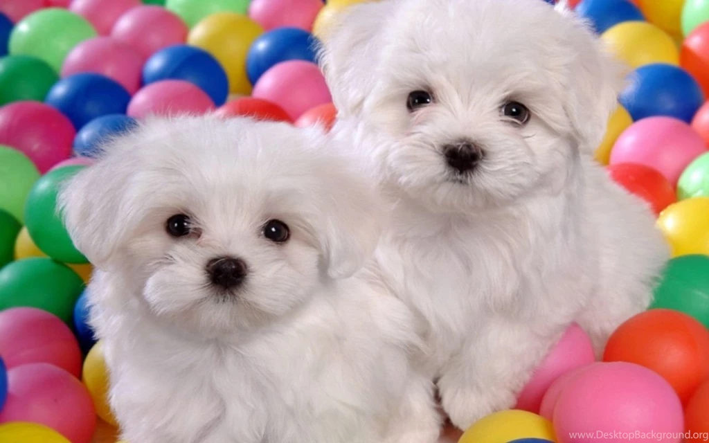 Cute Dogs And Puppies Wallpapers