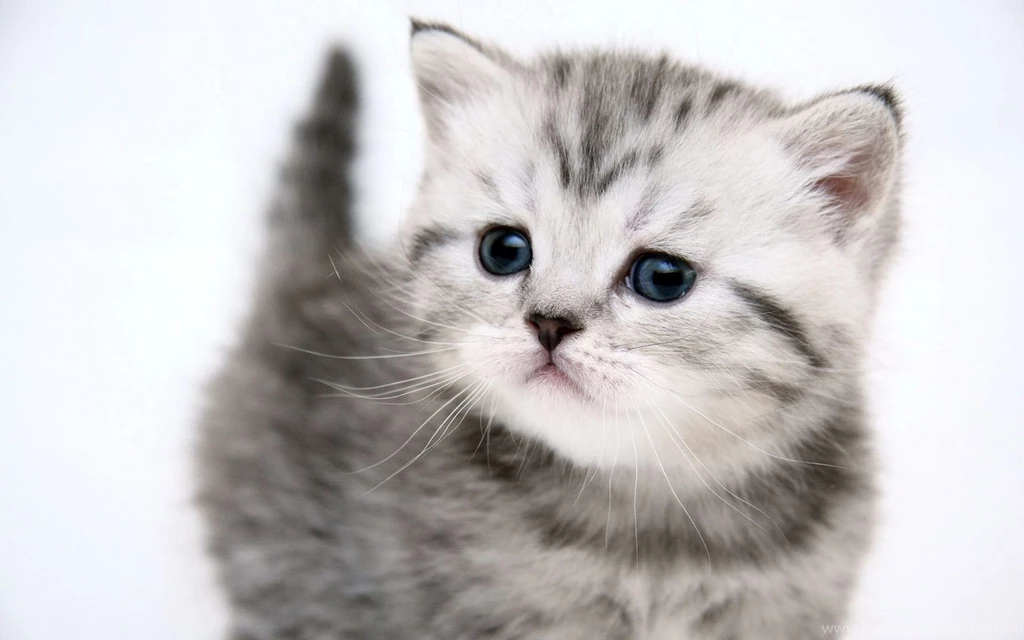 Cute Kitten Wallpapers And Images Wallpapers, Pictures, Photos
