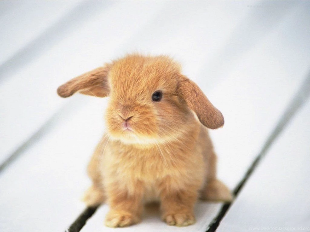 17583) Baby Animal Cool Backgrounds Wallpapers WalOps.com