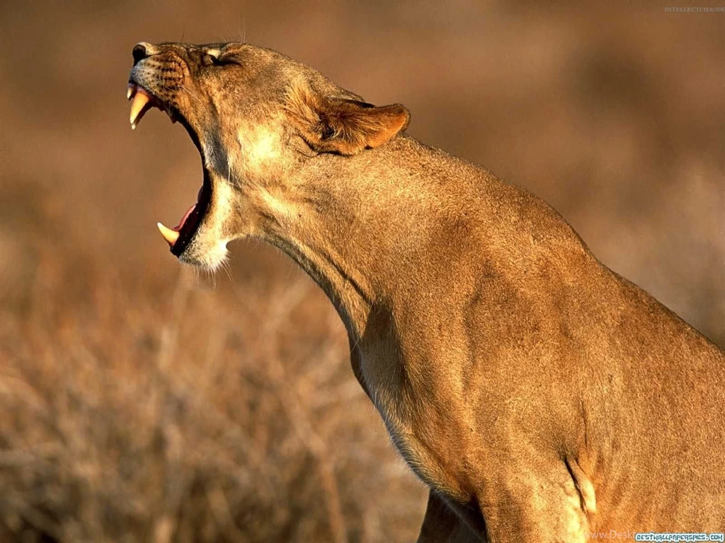 HD Animal Wallpapers: Beautiful Animals Wallpapers