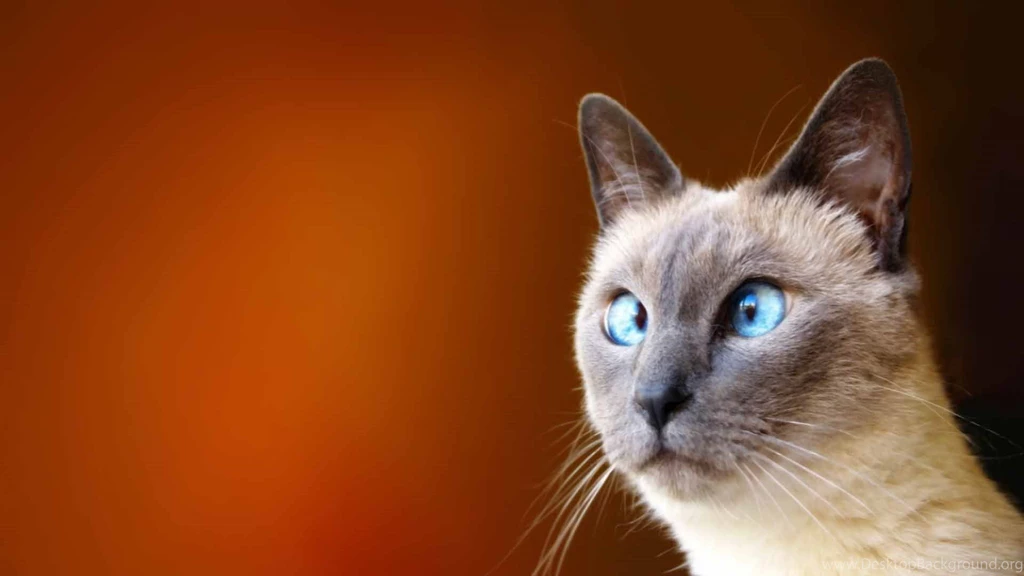 Funny Animal Backgrounds Wallpapers 2789 HD Wallpapers Site