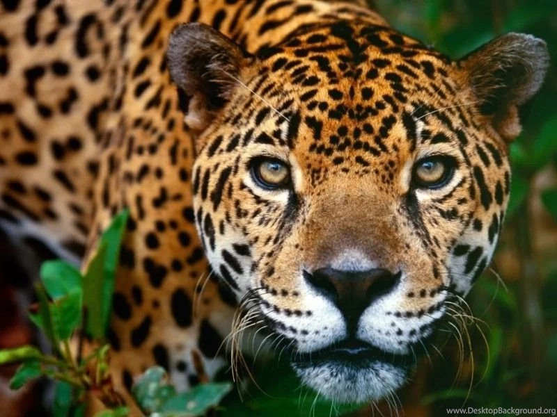 Jaguar Animal Wallpapers Animal Backgrounds [Your Popular HD ...