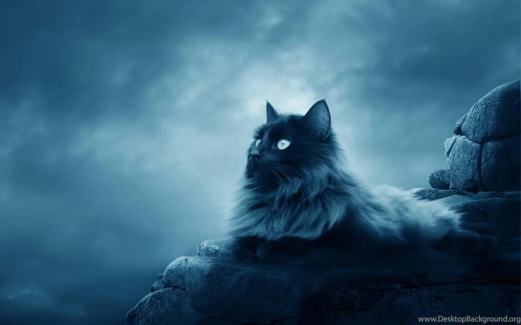 Cat Backgrounds 415