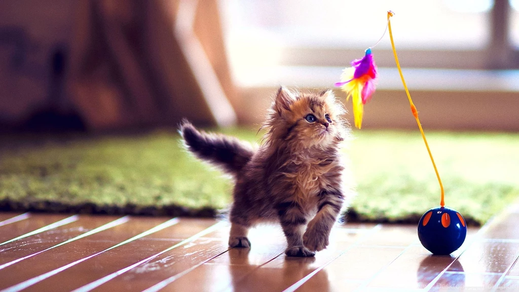 Cute Kittens Wallpaper Backgrounds