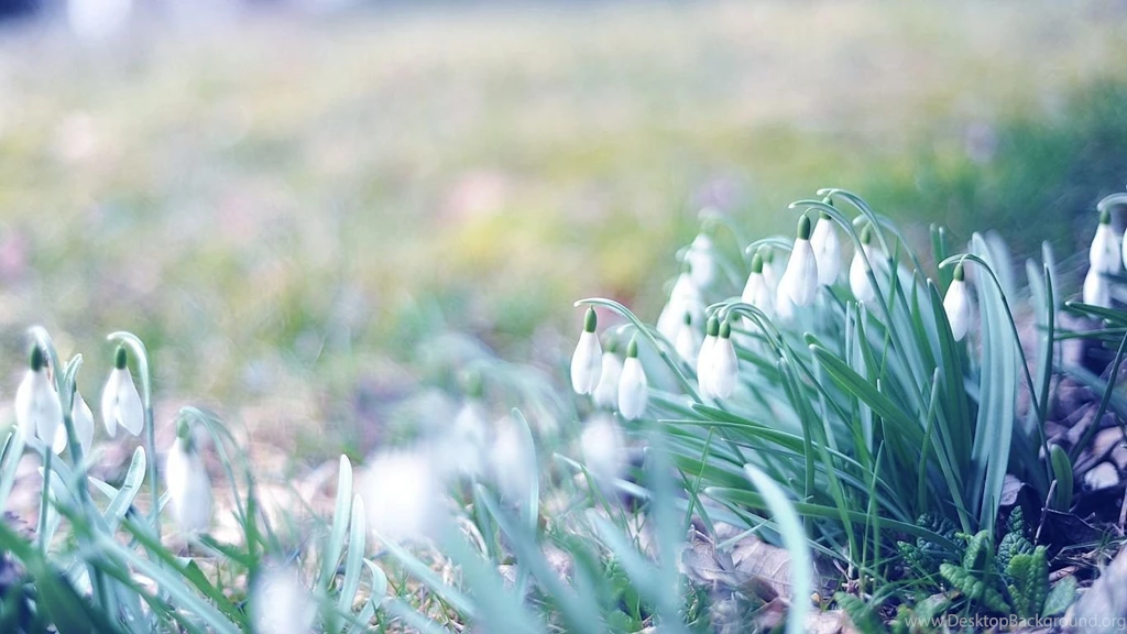 Laptop 1366x768 Spring Wallpapers HD, Desktop Backgrounds 1366x768