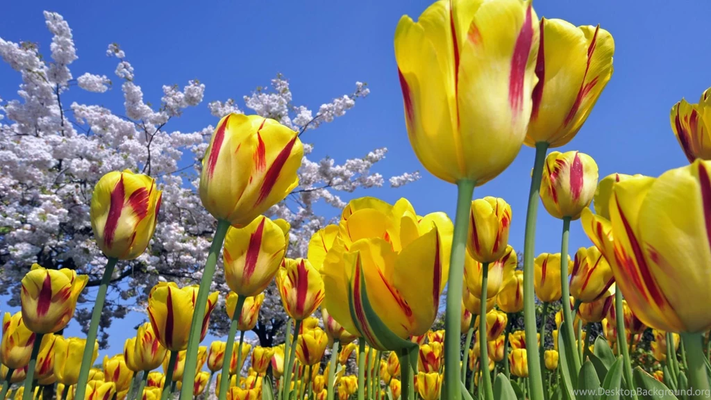 Flowers wallpaper 9.jpg