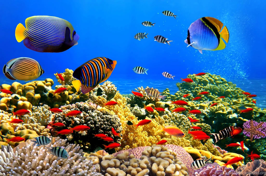 Underwater Wallpapers Good UW562 WALLPAPEROX.COM