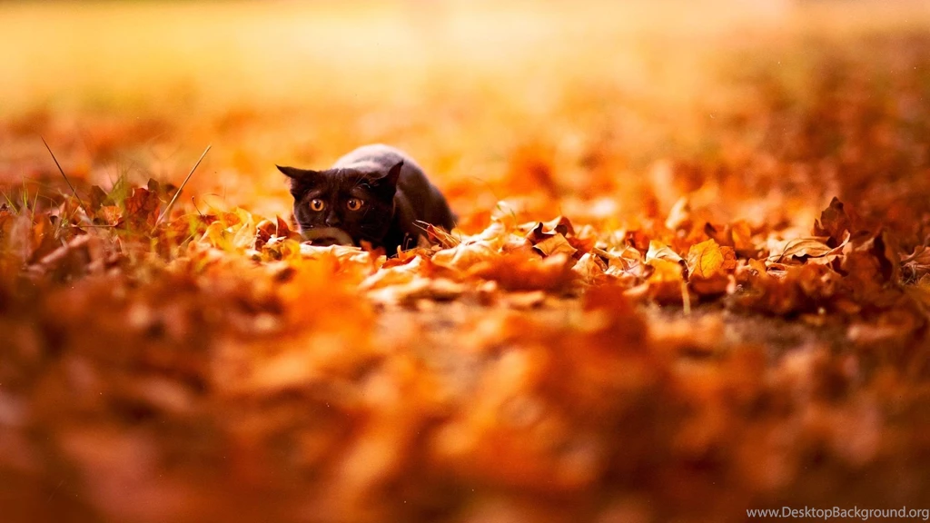 Download Animal Scared Black Cat Backgrounds Wallpapers