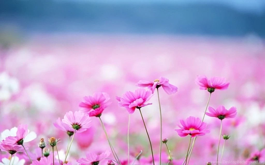 Love Desktop Backgrounds