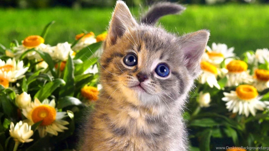 Cute Cats Wallpapers Free Download Cats Wallpapers Jpg ...