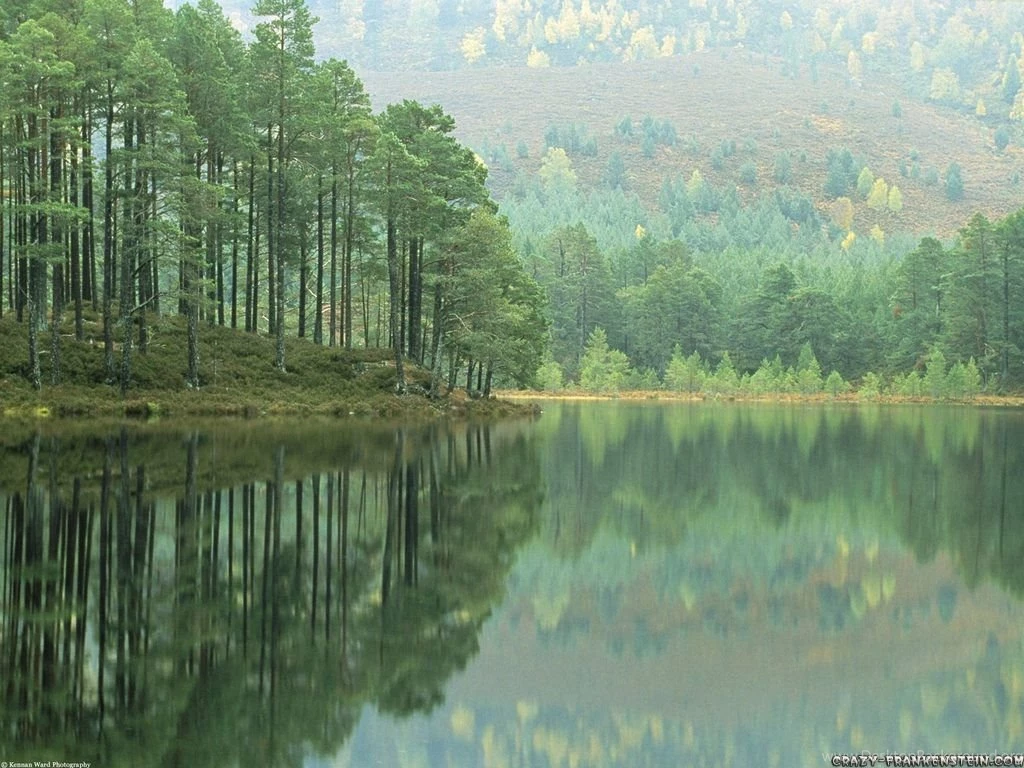 Forest Wallpapers Page 3 Nature Wallpapers Crazy Frankenstein