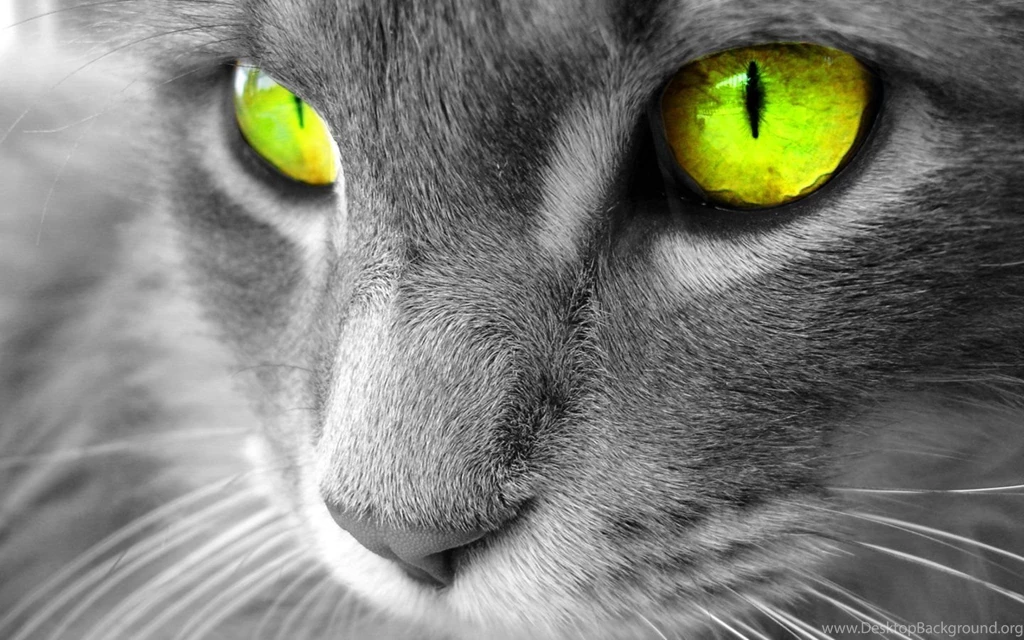 Cat Wallpapers 2015