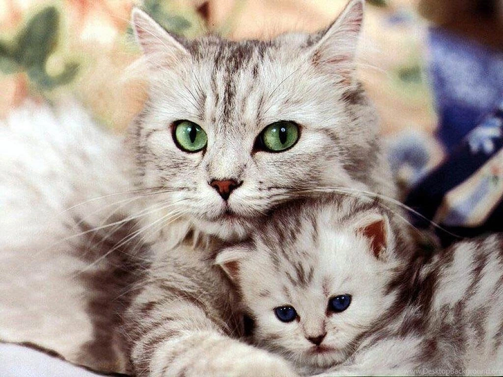 Free Cat With A Kitten Wallpapers Wallpapers Download Animals Town