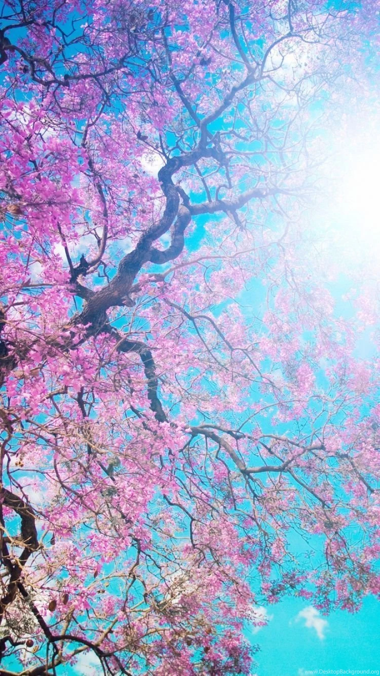 Download Wallpapers 750x1334 O hanami, Blossom Festival And To ...