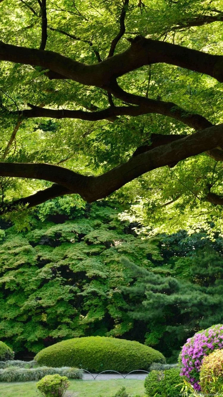 Gardens Wallpaper: Japan Tokyo Shinjuku Gyoen Garden iPhone 6 ...