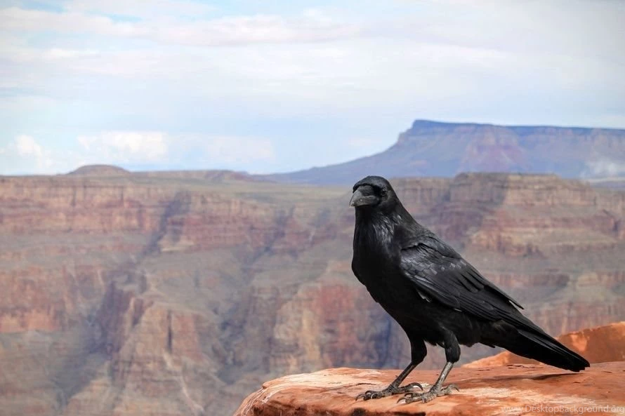 Canyon Raven Wallpapers HD. Free Desktop Backgrounds 2016 In ...