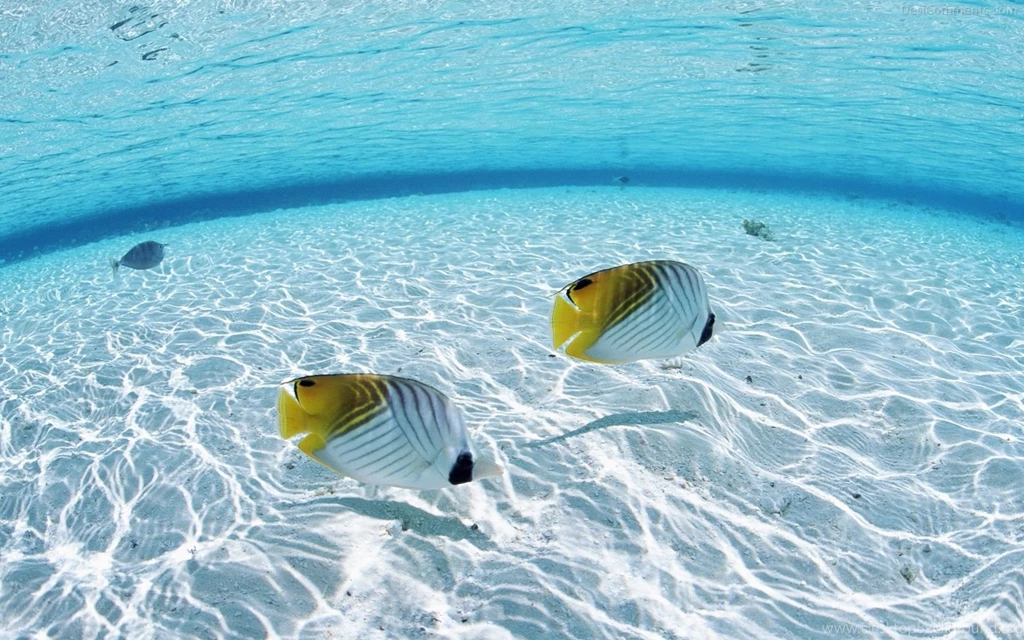 Wonderful Ocean Wallpaper.jpg