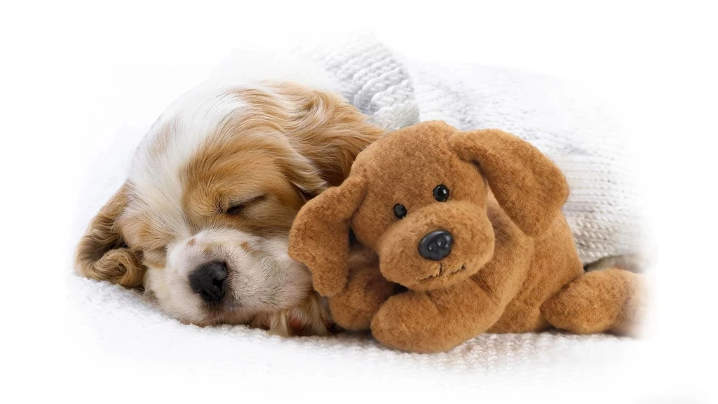 50 Free HD Dog Wallpapers