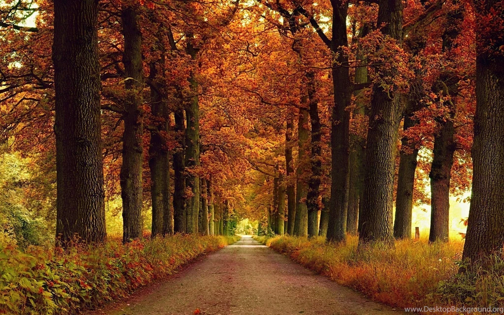 866 Fall HD Wallpapers