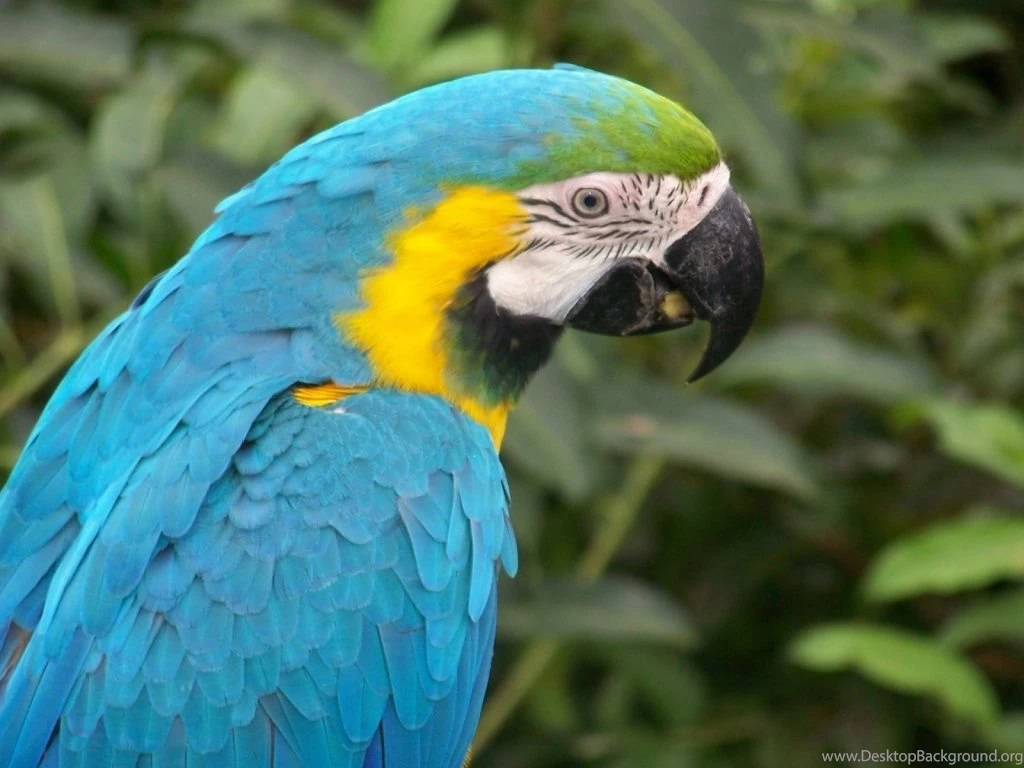 Blue Parrot Wallpapers 1024x768 Wallpapers, 1024x768 Wallpapers ...