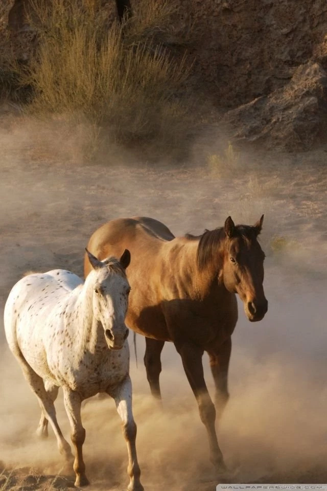 Wild Horse Herd HD Desktop Wallpapers : High Definition ...
