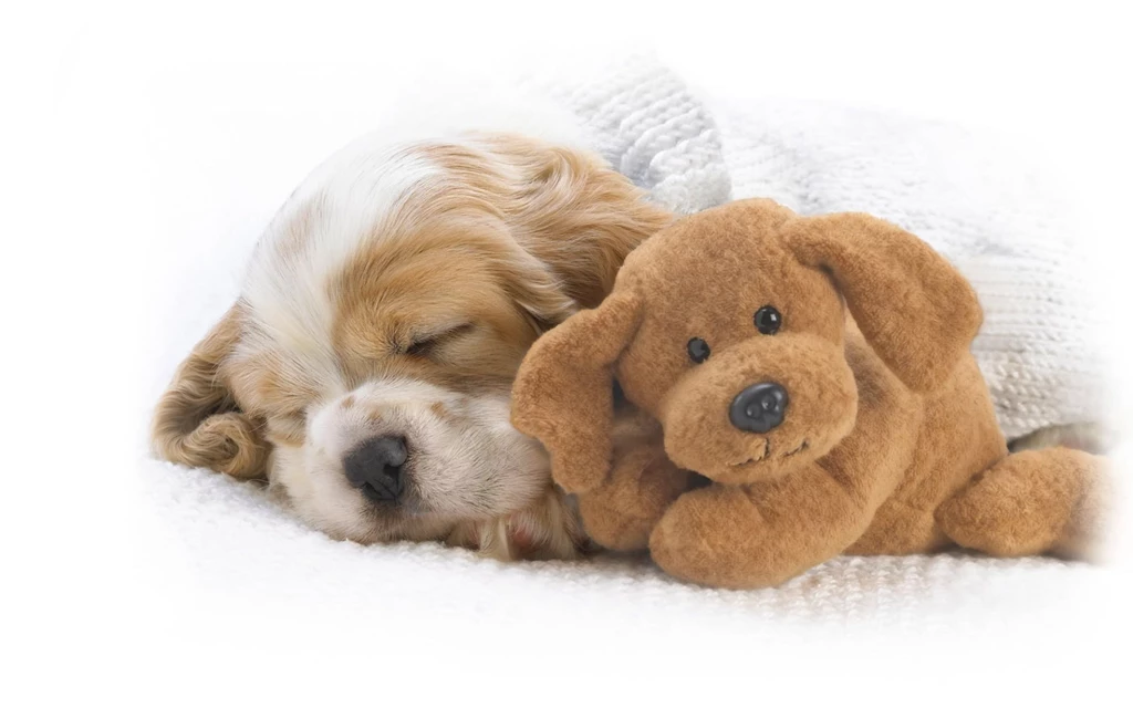 Wallpapers Cute Wallpapers Puppies Animals Baby Puppy Sleeping ...