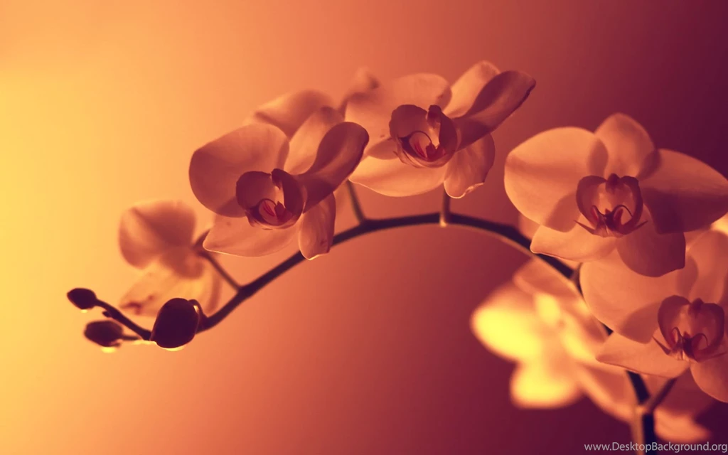 Orchid Wallpapers Hd Wallpapers