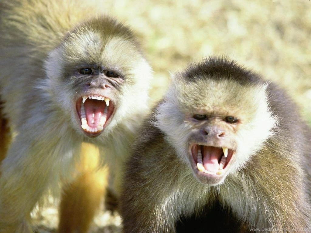 Capuchin Monkey Wallpapers And Backgrounds Animals Town