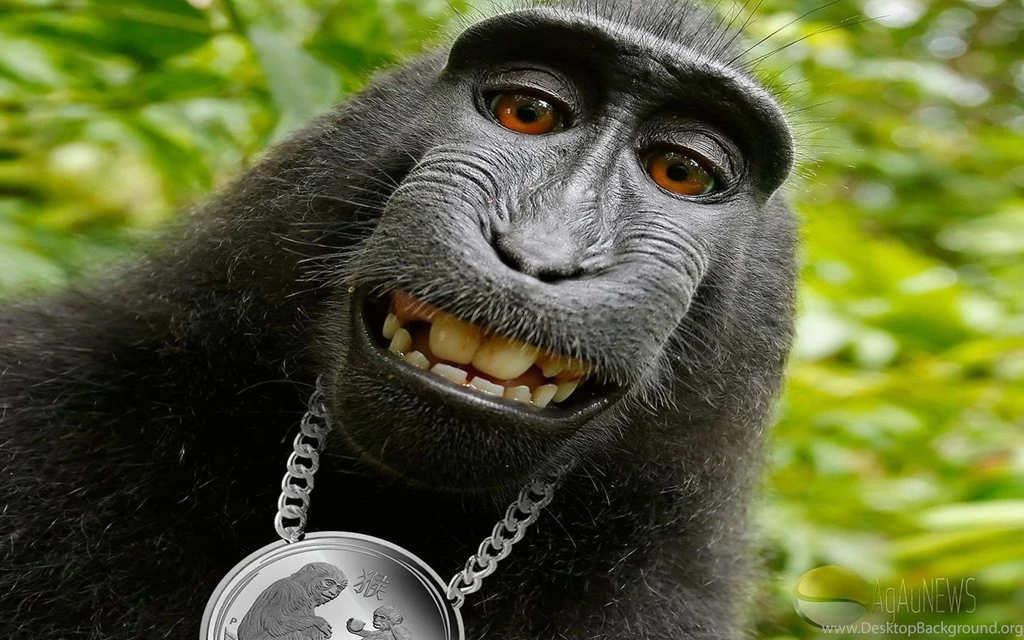 1440x900 Funny, Animals, Lunar Monkey, Monkey, Hip Hop, Funny ...