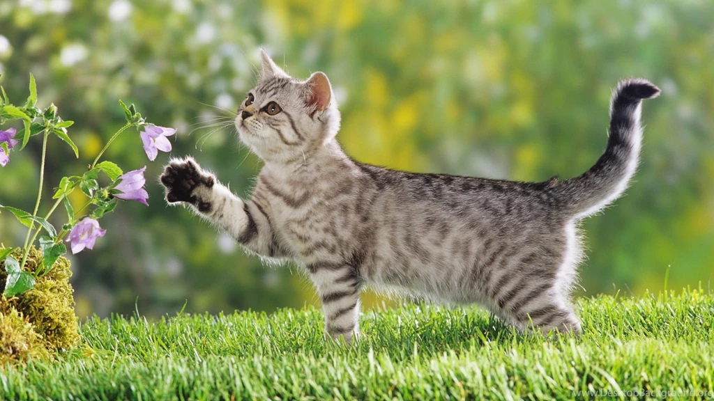50 Free HD Cat Wallpapers