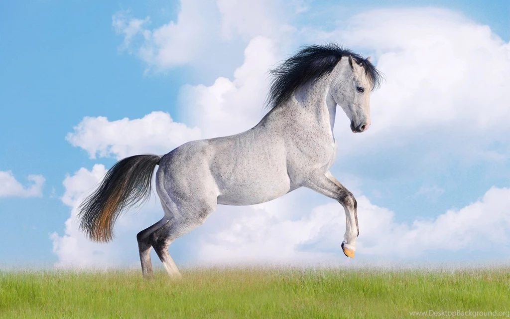 Download Horse Background.jpg