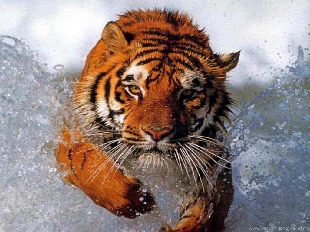 Tiger Desktop Wallpapers