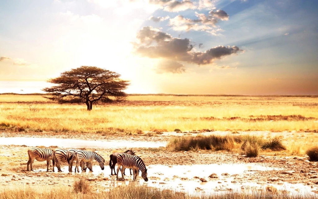 Animals In Africa Wallpapers