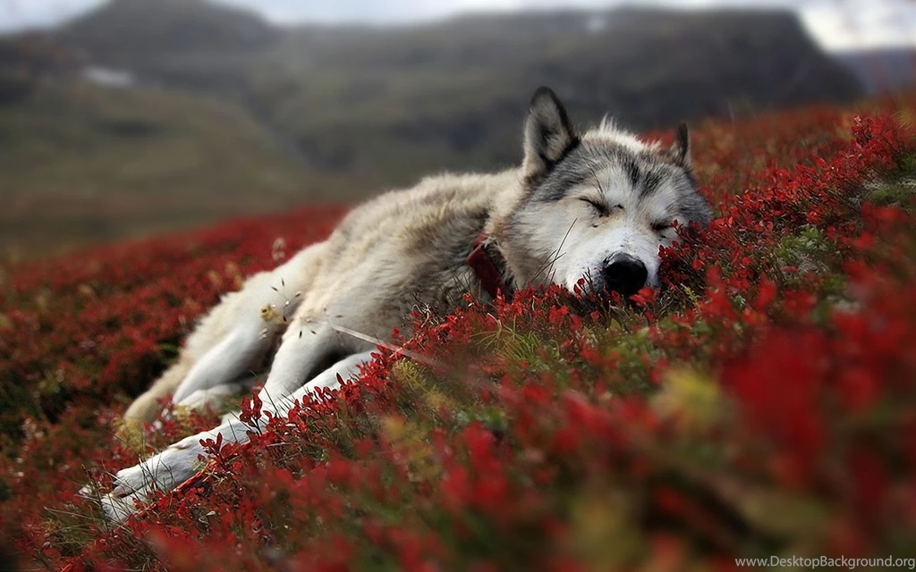 Free HD Wolf Wallpapers
