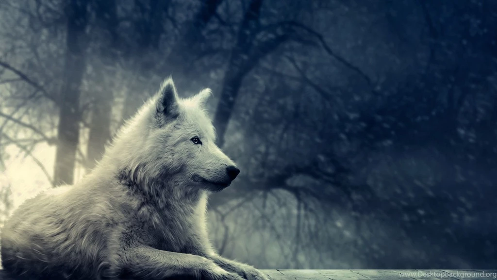 White Wolf Wallpapers All Wallpapers New
