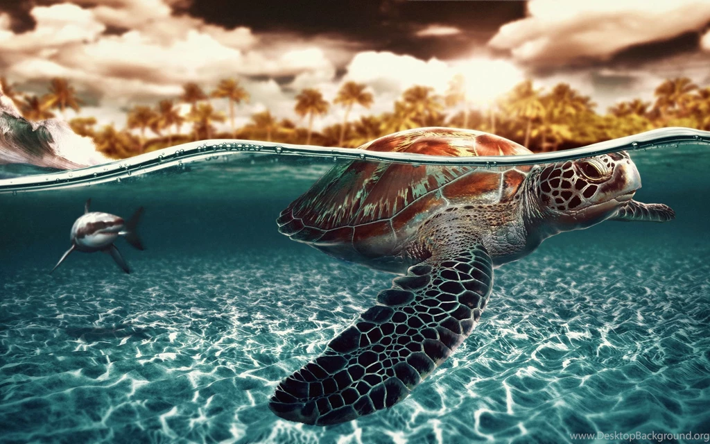 Turtle Wallpapers Photo