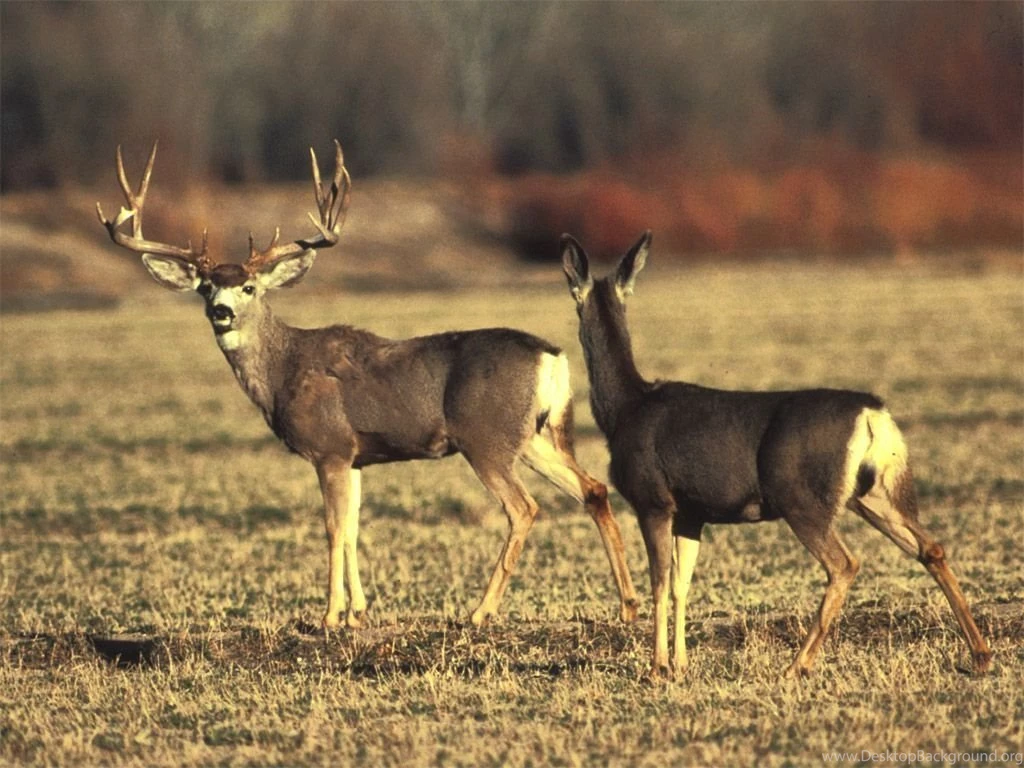 Mule Deer Wallpapers Desktop Background