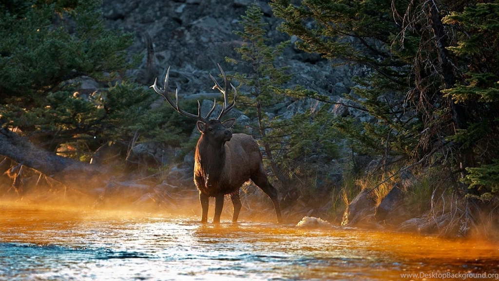 Deer hd wallpaper_1.jpg