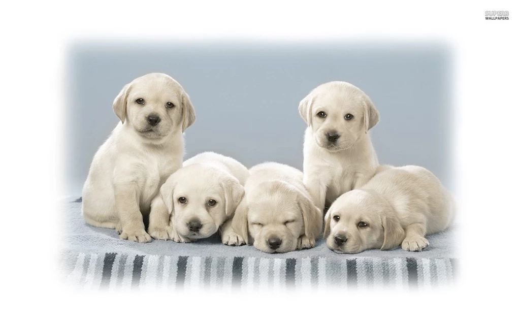 Cute Labrador Puppies Wallpapers Animal Wallpapers 25640 ...
