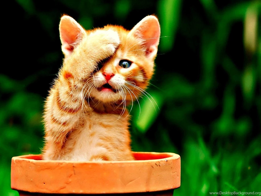 Kitten Cats Wallpapers (34352405) Fanpop