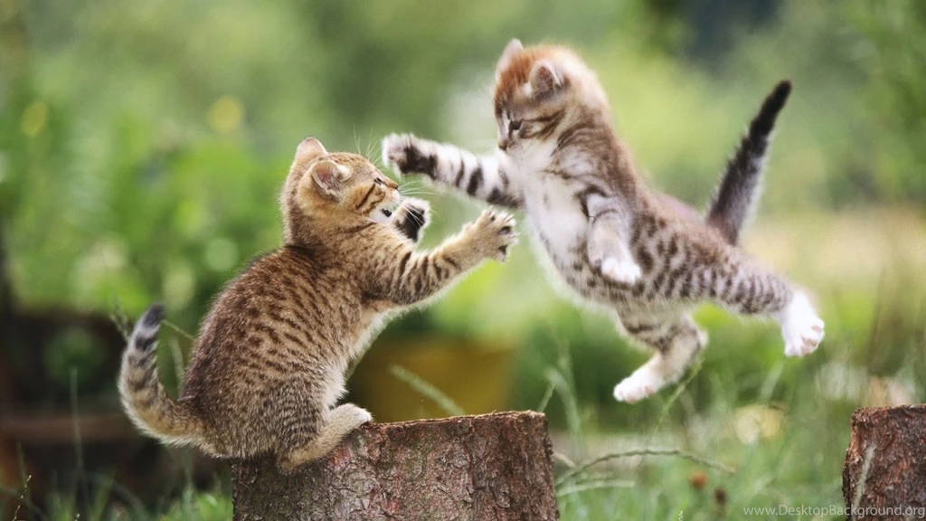 Download Cute Funny Cat Desktop Wallpaper Images PowerballForLife