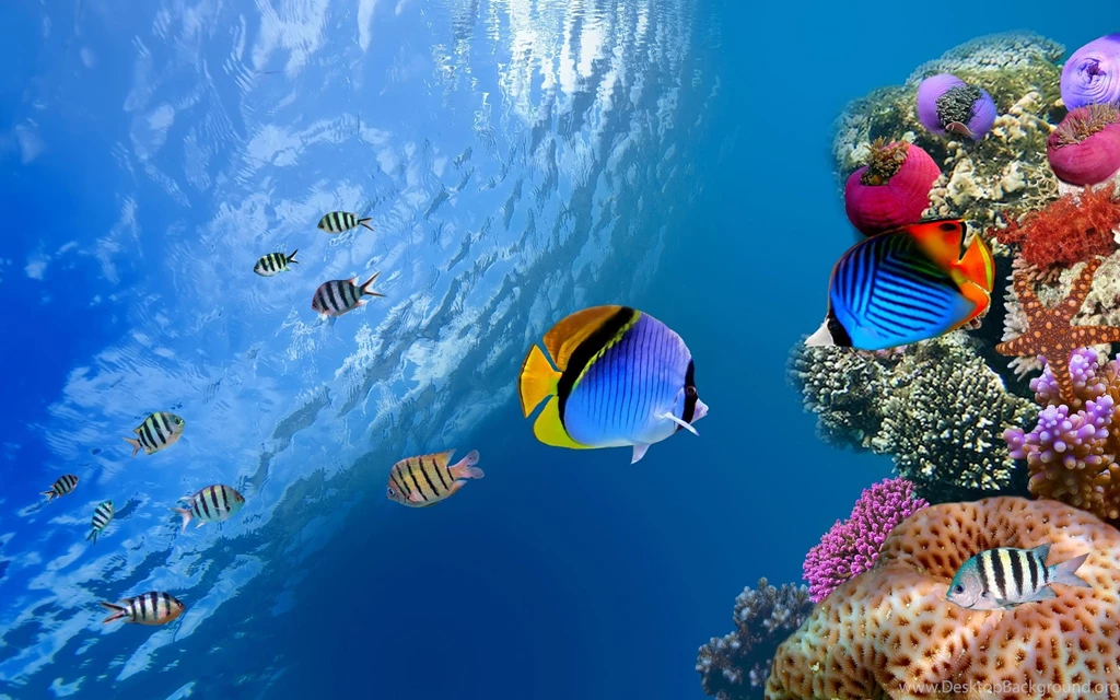 Download Underwater Wallpaper Backgrounds