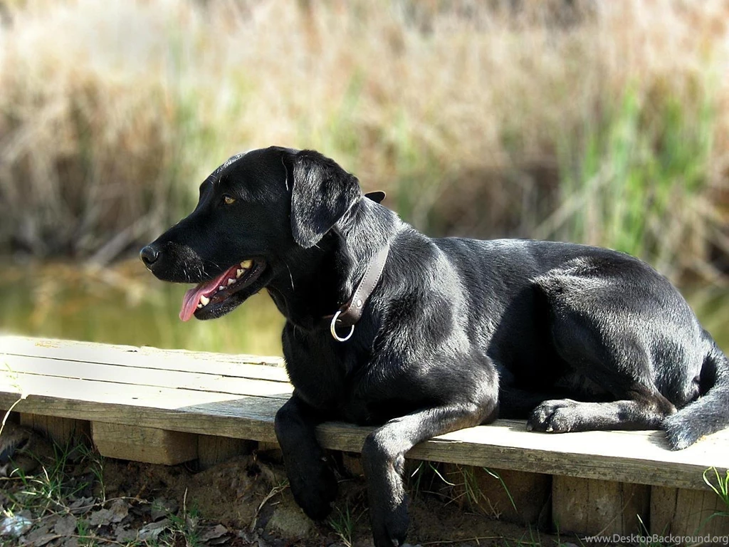 Black Labrador Wallpapers